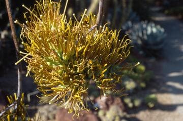 Agave datylio var. vexans