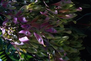 Go to image 12.