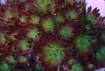 Aeonium simsii x A. arboreum 'Zwartkop'