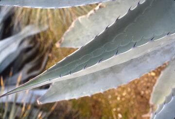 Agave asperrima