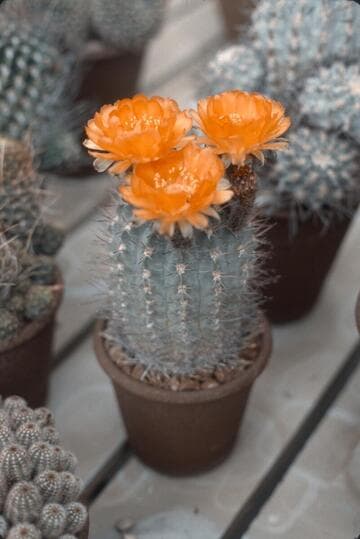 Acanthocalycium glaucum