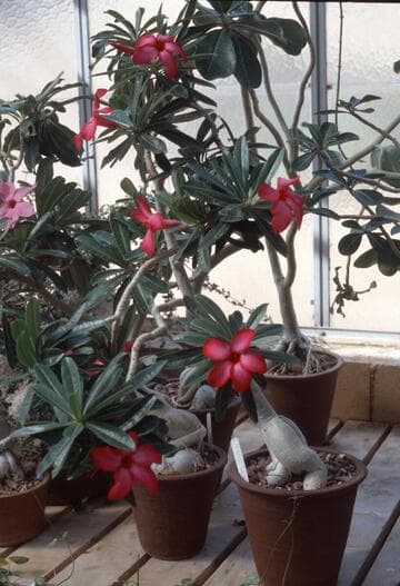 Adenium obesum x A. obesum ssp. multiflorum