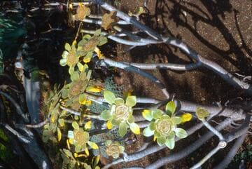Aeonium arboreum var. holochrysum