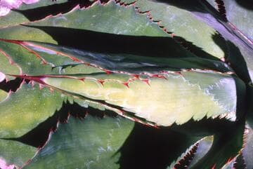 Agave picta