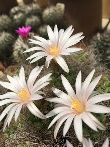 Turbinicarpus pseudomacrochele