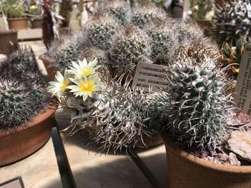 Turbinicarpus schmiedickeanus ssp. flaviflorus