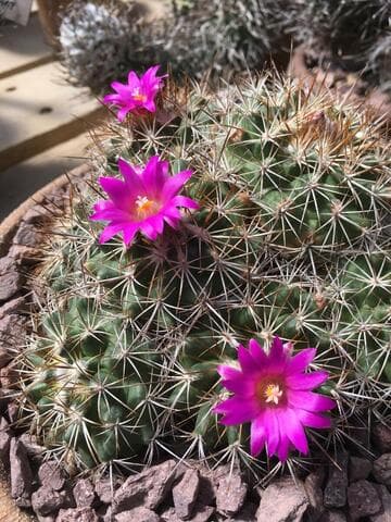 Turbinicarpus horripilus