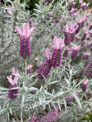 Lavandula stoechas 'Ghostly Princess'