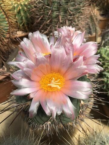 Thelocactus hexaedrophorus