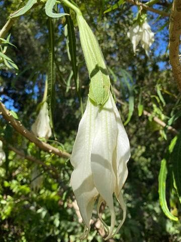 Methysticodendron x amesianum