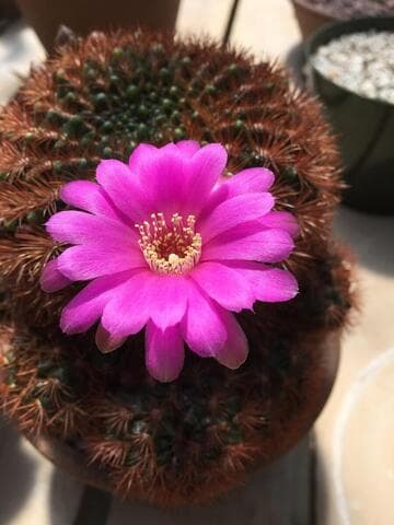 Sulcorebutia mentosa