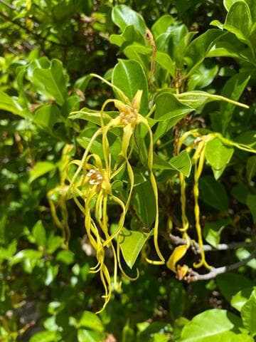 Strophanthus divaricatus
