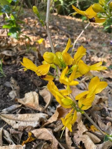 Ruttya fruticosa 'Yellow Dragon'