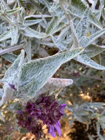 Salvia canariensis 'Candidissima'