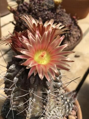 Eriosyce crispa ssp. totoralensis