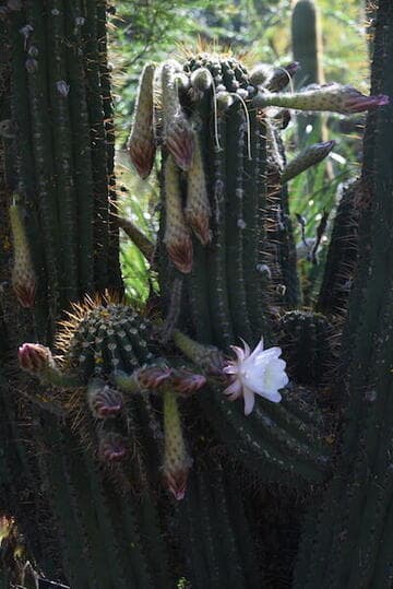 Echinopsis robinsoniana