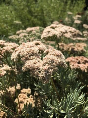 Eriogonum arborescens