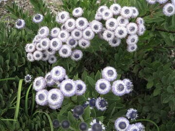 Globularia sarcophylla 'Blue Eyes'