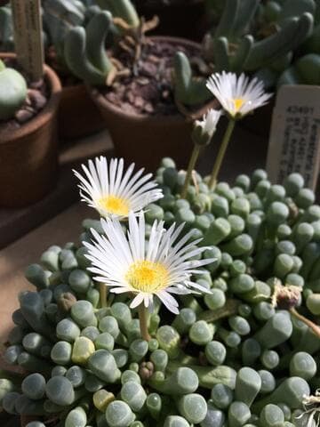 Fenestraria rhopalophylla