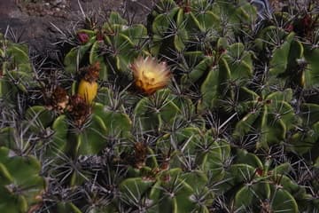 Ferocactus robustus