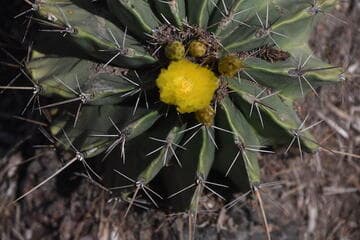 Ferocactus echidne var. victoriensis