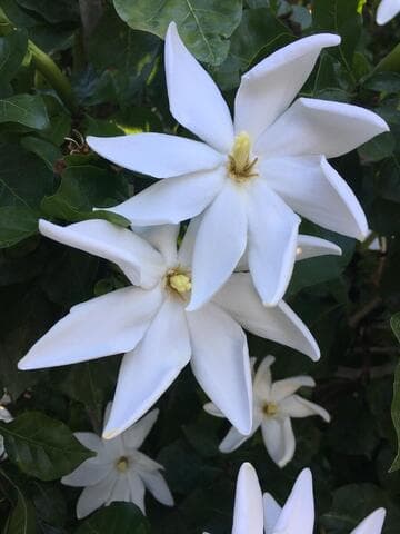 Gardenia thunbergia 'Grande'