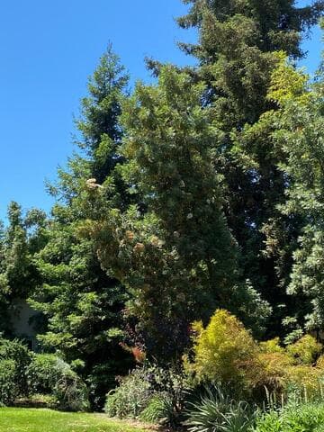 Lyonothamnus floribundus ssp. aspleniifolius