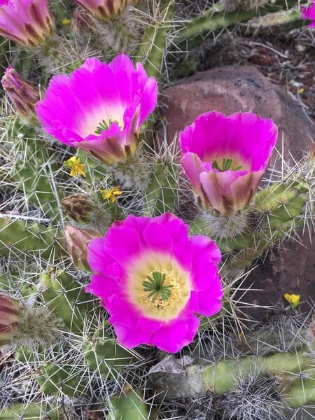 Echinocereus pentalophus | Collections | The Huntington