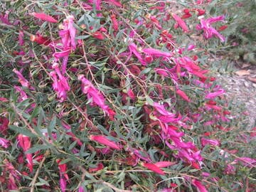 Eremophila maculata 'Wendy'