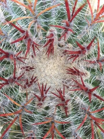 Ferocactus pilosus