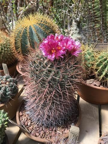Ferocactus fordii