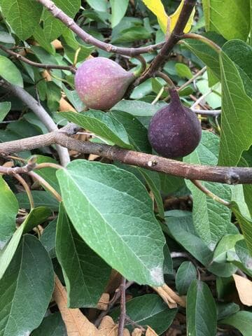 Ficus pumila x F. carica