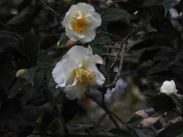 Camellia japonica 'White Empress'