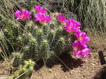 Echinocereus cinerascens