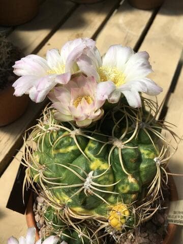 Gymnocalycium monvillei (variegated)