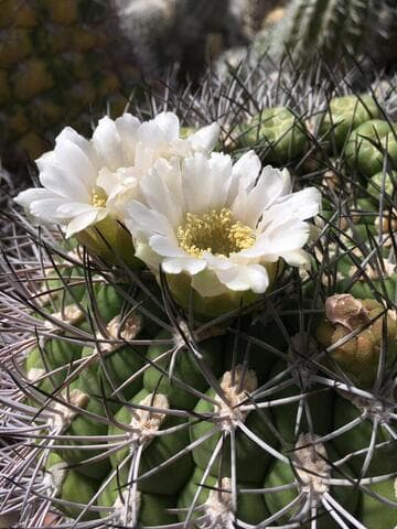 Gymnocalycium saglionis