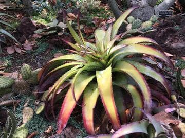 Hechtia glauca