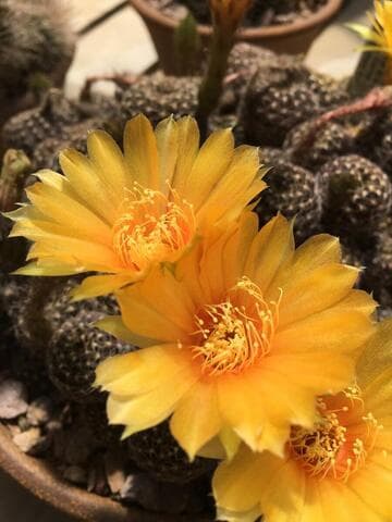 Lobivia arachnacantha