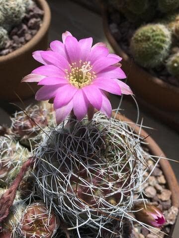 Echinopsis backebergii