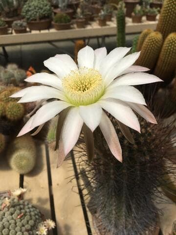 Echinopsis leucantha