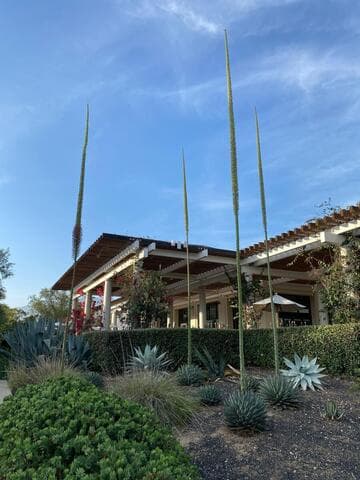 Agave victoriae-reginae ssp. victoriae-reginae