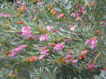 Eremophila maculata x E. racemosa