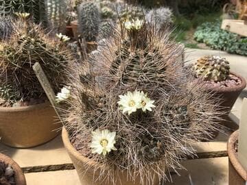 Eriosyce taltalensis var. pygmaea