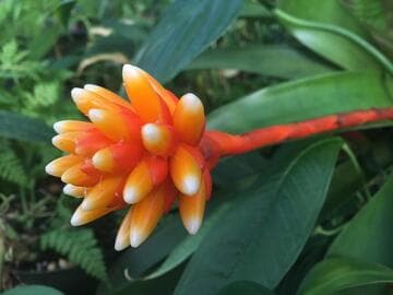 Guzmania musaica var. concolor