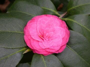 Camellia japonica 'Rosea Plena'