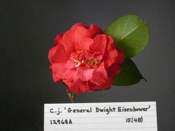 Camellia japonica 'General Dwight Eisenhower'