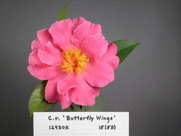 Camellia reticulata 'Houye Diechi' (Butterfly Wings)