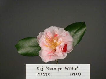 Camellia japonica 'Carolyn Willis'