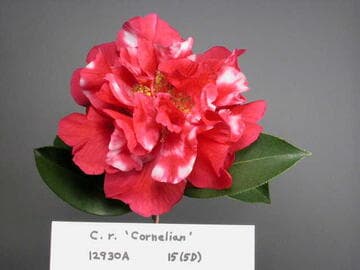 Camellia reticulata 'Damanao' (Large Cornelian)