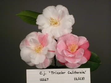 Camellia japonica 'Tricolor California'